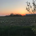 Flower Power Bed & Breakfast
